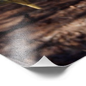 Cute Cockatiel Foto Afdruk (Hoek)