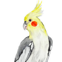 Cute Cockatiel Waterverf Parrot.