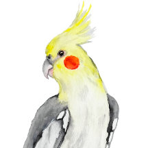 Cute Cockatiel Waterverf Parrot.
