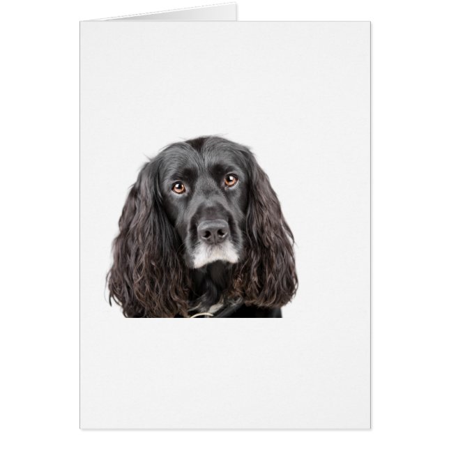 Cute Cocker Spaniel (Voorkant)