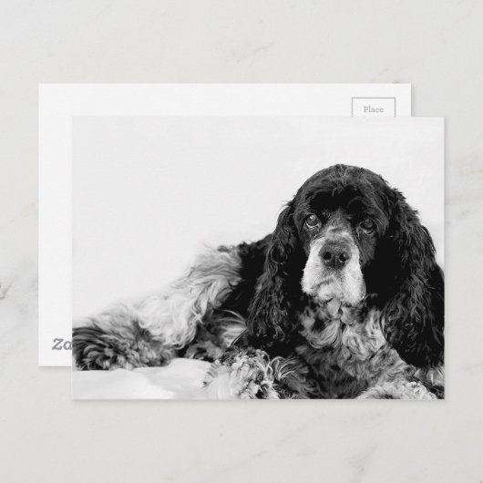 Cute Cocker Spaniel Briefkaart (Voorkant / Achterkant)