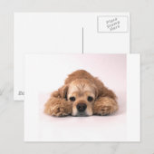 Cute Cocker Spaniel Briefkaart (Voorkant / Achterkant)
