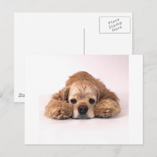Cute Cocker Spaniel Briefkaart (Voorkant / Achterkant)
