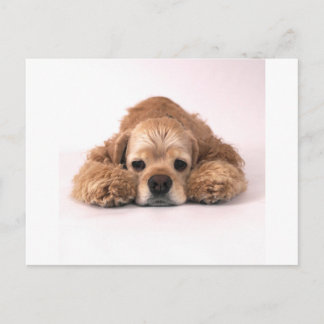 Cute Cocker Spaniel Briefkaart