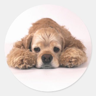 Cute Cocker Spaniel Ronde Sticker