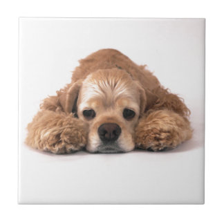 Cute Cocker Spaniel Tegeltje