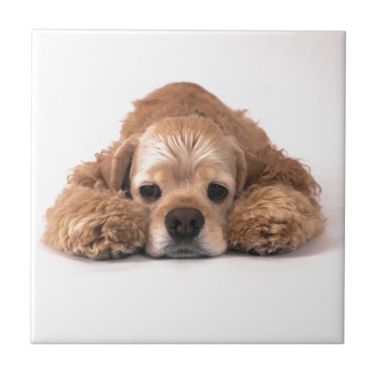 Cute Cocker Spaniel Tegeltje (Voorkant)