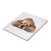 Cute Cocker Spaniel Tegeltje (Zijkant)