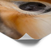 Cute collie poster (Hoek)