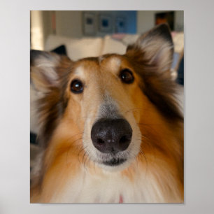 Cute collie poster