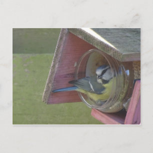 Cute Colorful Little Bird DIY Briefkaart