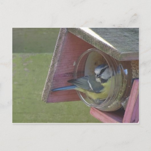 Cute Colorful Little Bird DIY Briefkaart (Voorkant)