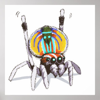 Cute Colorful Peacock Spider Drawing Art Poster