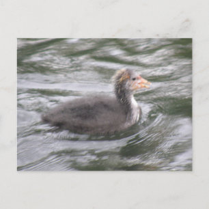Cute Coot Chick op Choppy Waters Briefkaart