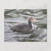 Cute Coot Chick op Choppy Waters Briefkaart (Voorkant)