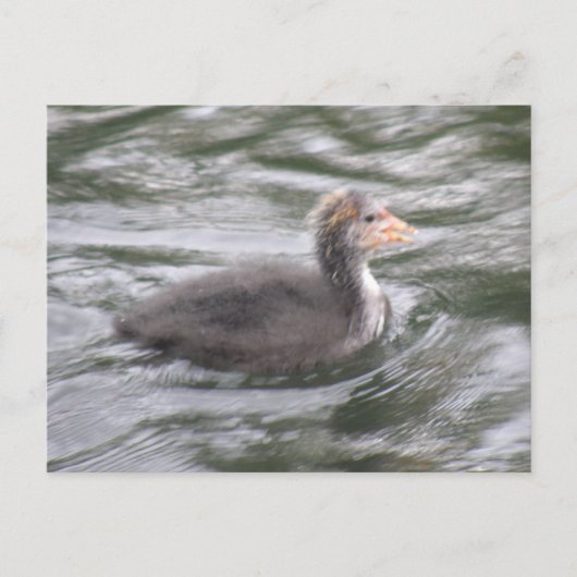 Cute Coot Chick op Choppy Waters Briefkaart (Voorkant)