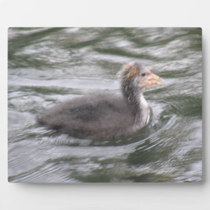 Cute Coot Chick op Choppy Waters Plaque Fotoplaat