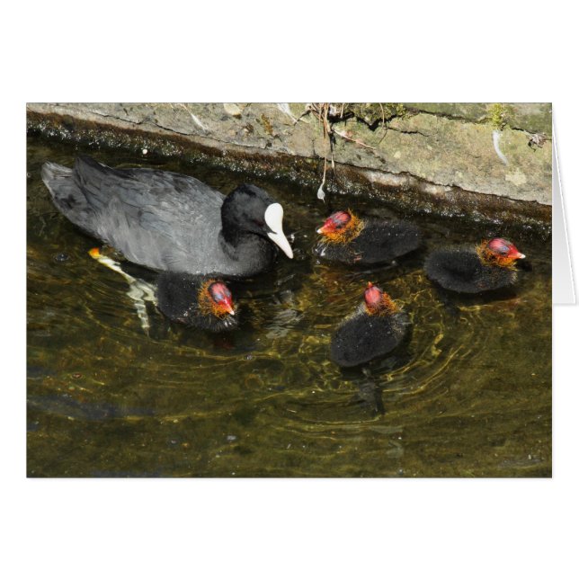 Cute Coots (Voorkant Horizontaal)