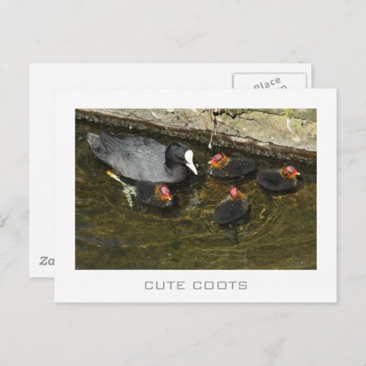 Cute Coots Briefkaart (Voorkant / Achterkant)