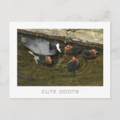 Cute Coots Briefkaart (Voorkant)