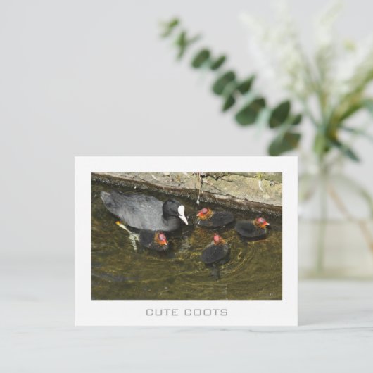 Cute Coots Briefkaart (Staand voorkant)