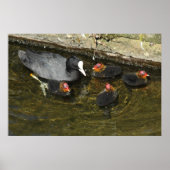 Cute Coots Poster (Voorkant)