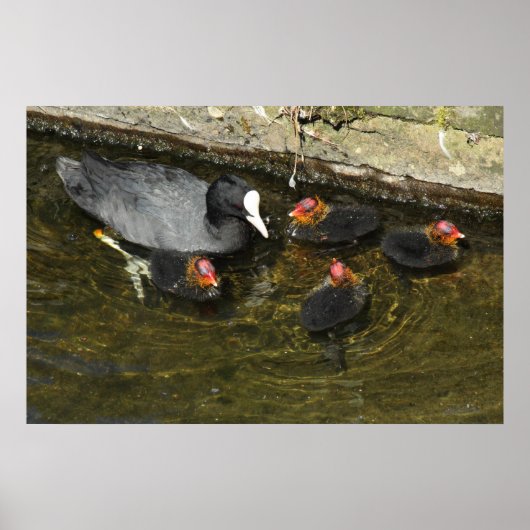 Cute Coots Poster (Voorkant)