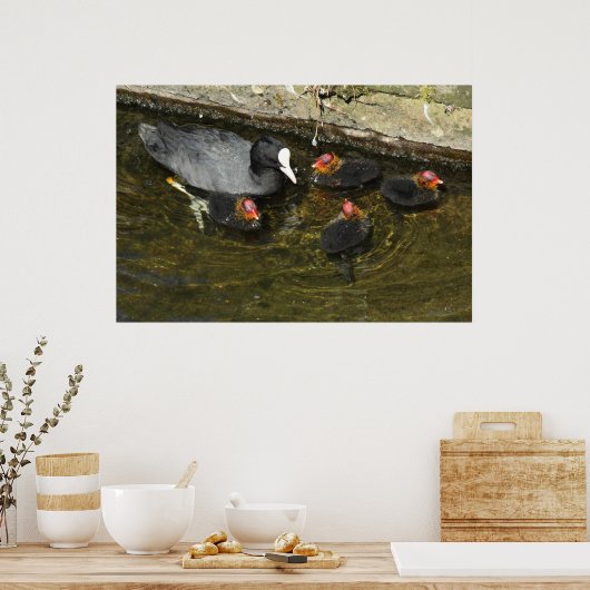 Cute Coots Poster (Keuken)