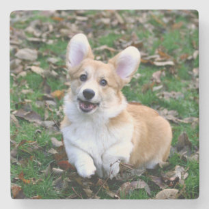 Cute Corgi Dog Leaping Stenen Onderzetter