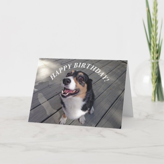 Cute Corgi Happy Birthday Kaart (Voorkant)