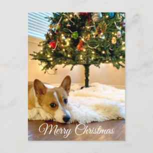 Cute Corgi onder de kerstboom Briefkaart