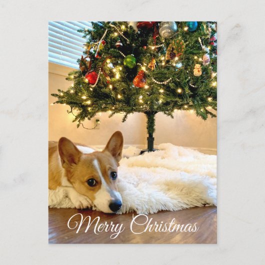 Cute Corgi onder de kerstboom Briefkaart (Voorkant)