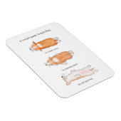Cute corgi puppy guide to splooling magnet magneet (Rechterzijde)