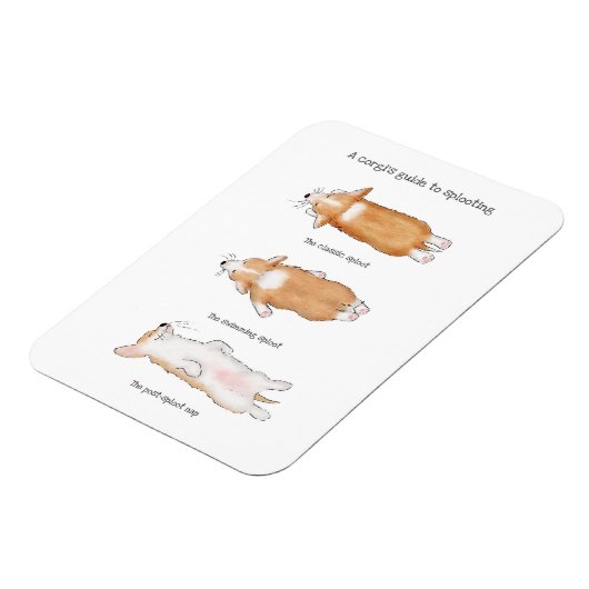 Cute corgi puppy guide to splooling magnet magneet (Linkerzijde)