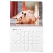 Cute Corgis! Puppy/hond Kalender (Feb 2026)