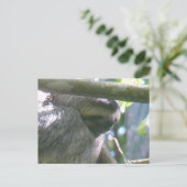 Cute Costa Rica Sloth Close Up DIY Postcard Feestdagenkaart (Staand voorkant)