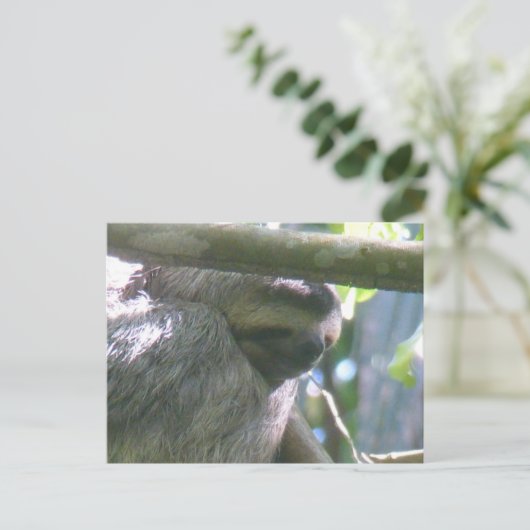 Cute Costa Rica Sloth Close Up DIY Postcard Feestdagenkaart (Staand voorkant)