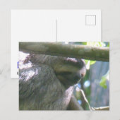Cute Costa Rica Sloth Close Up DIY Postcard Feestdagenkaart (Voorkant / Achterkant)