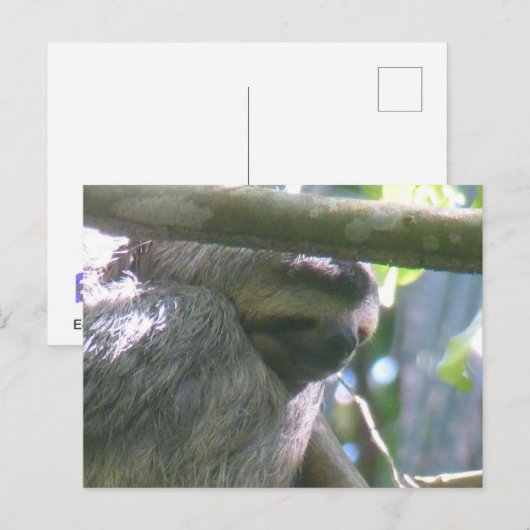 Cute Costa Rica Sloth Close Up DIY Postcard Feestdagenkaart (Voorkant / Achterkant)
