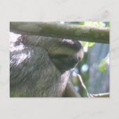 Cute Costa Rica Sloth Close Up DIY Postcard Feestdagenkaart (Voorkant)