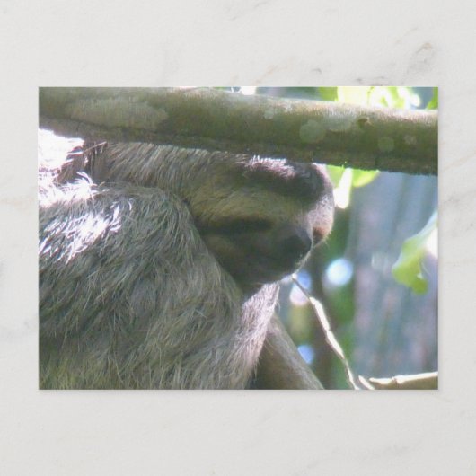 Cute Costa Rica Sloth Close Up DIY Postcard Feestdagenkaart (Voorkant)