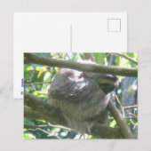 Cute Costa Rica Sloth DIY Postcard Feestdagenkaart (Voorkant / Achterkant)
