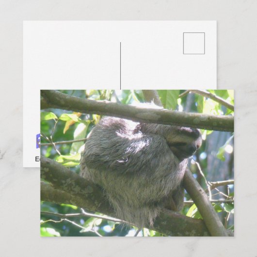 Cute Costa Rica Sloth DIY Postcard Feestdagenkaart (Voorkant / Achterkant)