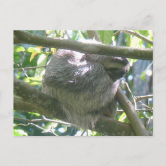 Cute Costa Rica Sloth DIY Postcard Feestdagenkaart