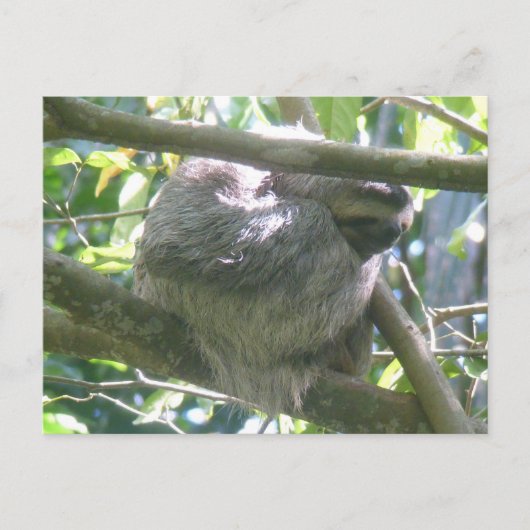 Cute Costa Rica Sloth DIY Postcard Feestdagenkaart (Voorkant)