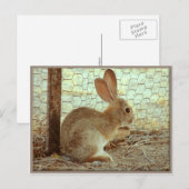 Cute Cottontail Bunny Briefkaart (Voorkant / Achterkant)