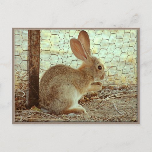 Cute Cottontail Bunny Briefkaart (Voorkant)