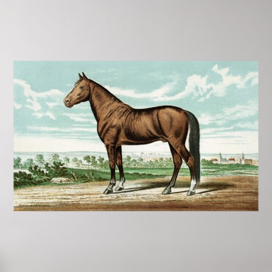Cute country  horse decor poster (Voorkant)