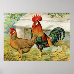 Cute country roster hen keukenposter poster