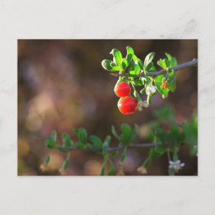 Cute Couple Berries Briefkaart